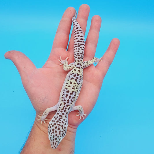 Male FREEZE Fasciolatus Mack Snow