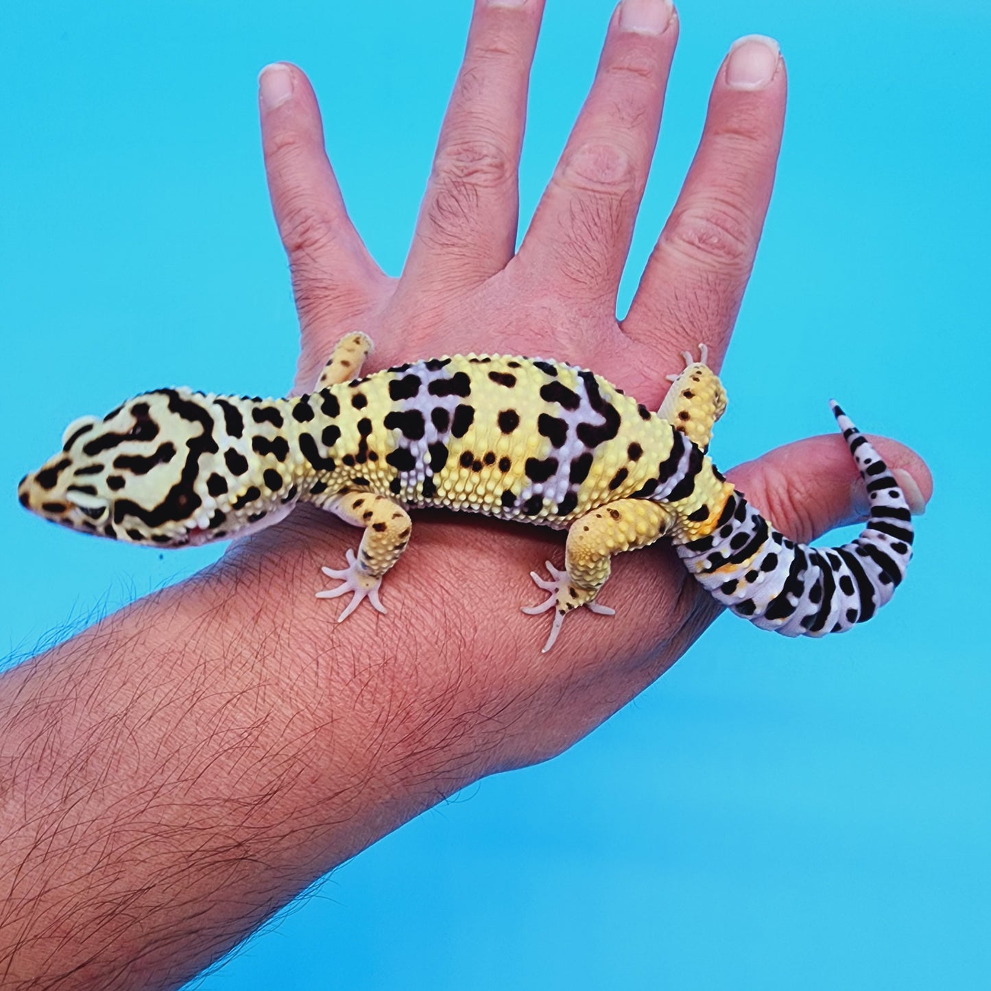 Male Halloween Mask Bold Turcmenicus