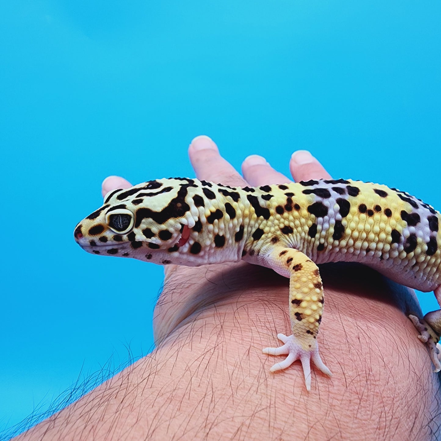 Male Halloween Mask Bold Turcmenicus