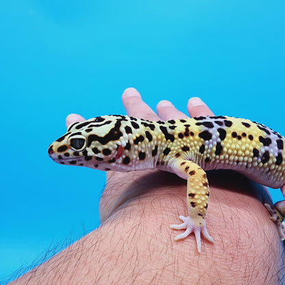 Male Halloween Mask Bold Turcmenicus