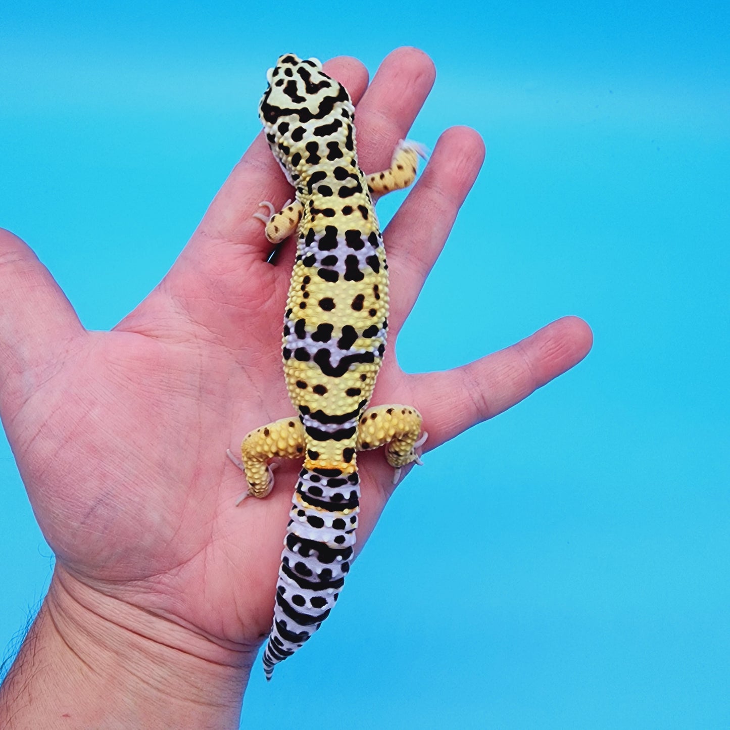 Male Halloween Mask Bold Turcmenicus