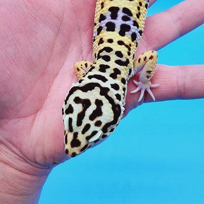 Male Halloween Mask Bold Turcmenicus