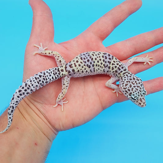 Female FREEZE Fasciolatus Mack Snow