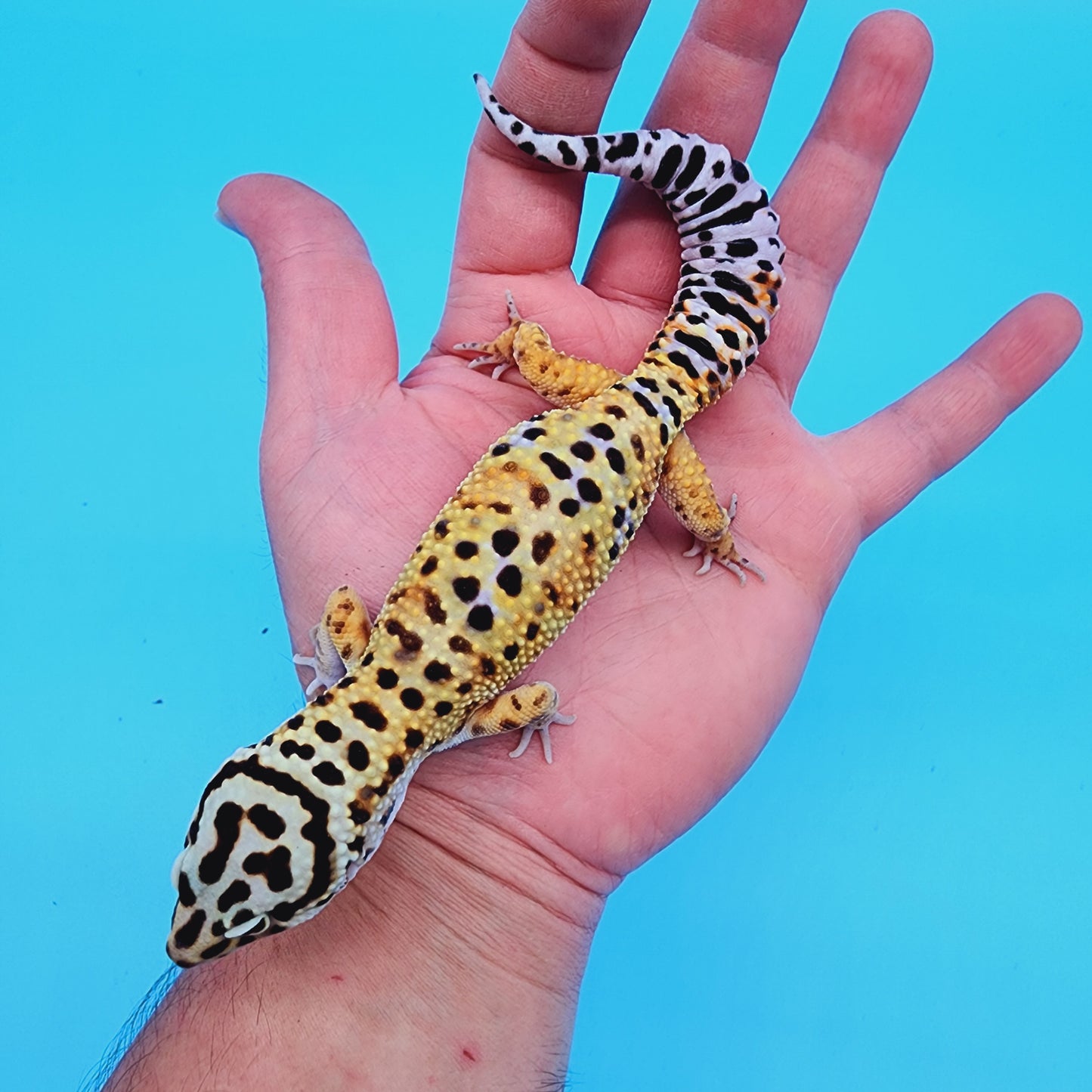 Male Mandarin Tucmenicus Rainbow
