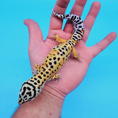 Male Mandarin Tucmenicus Rainbow