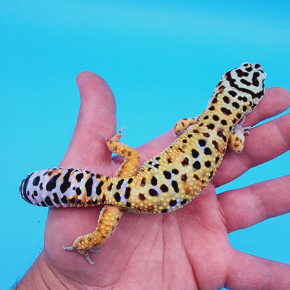 Male Mandarin Tucmenicus Rainbow