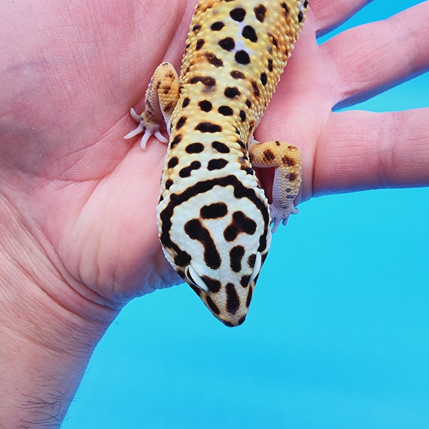 Male Mandarin Tucmenicus Rainbow
