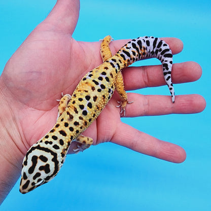 Male Mandarin Tucmenicus Rainbow