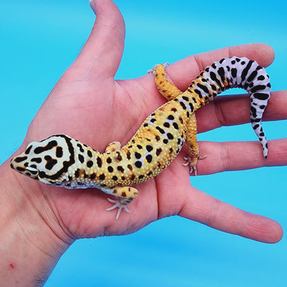Male Mandarin Tucmenicus Rainbow