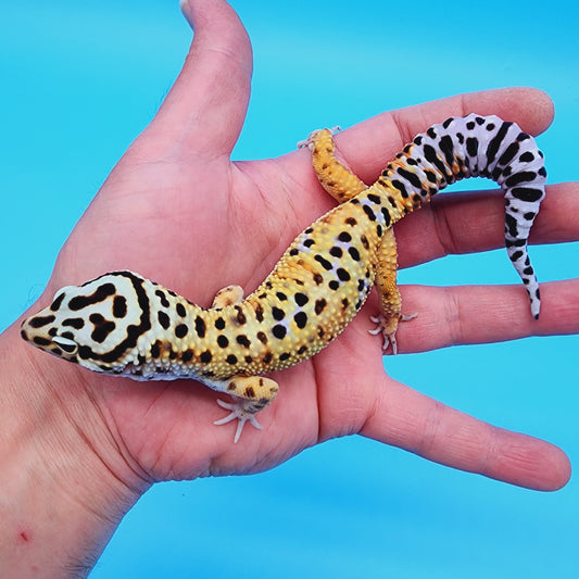 Male Mandarin Tucmenicus Rainbow