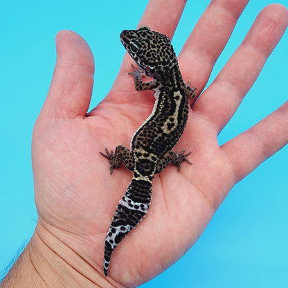 Female Black Night (B-Tier) - Pos Het Blizzard [slightly odd shaped tail]