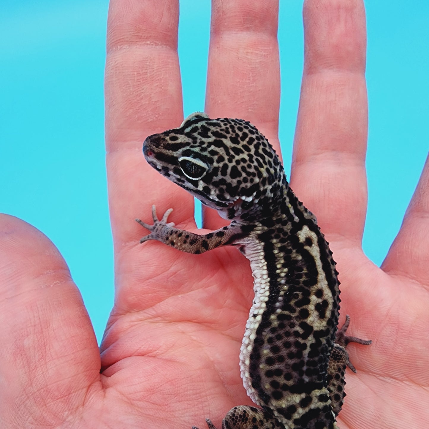 Female Black Night (B-Tier) - Pos Het Blizzard [slightly odd shaped tail]