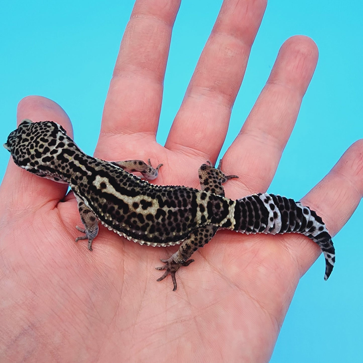 Female Black Night (B-Tier) - Pos Het Blizzard [slightly odd shaped tail]