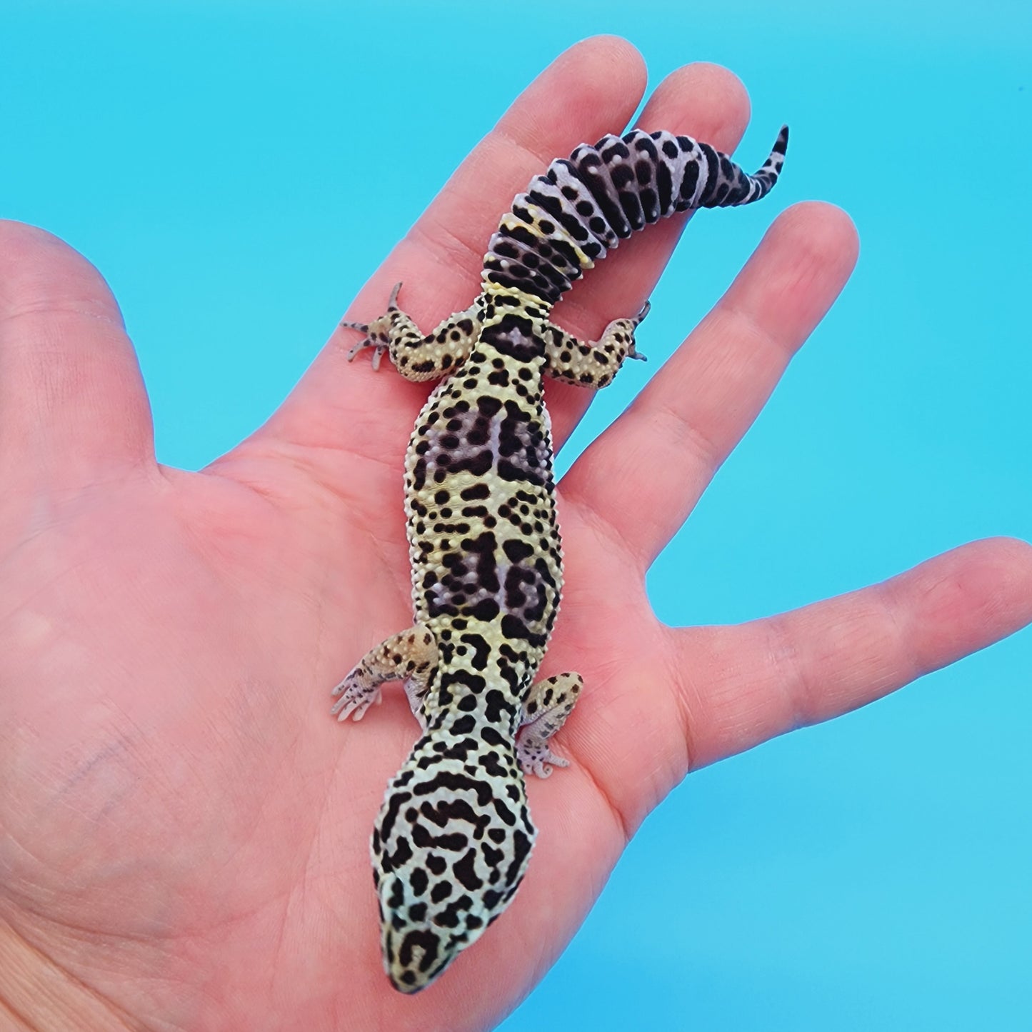 Female 50% Black Night