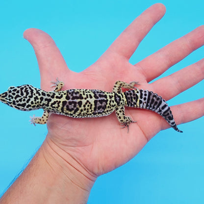 Female 50% Black Night