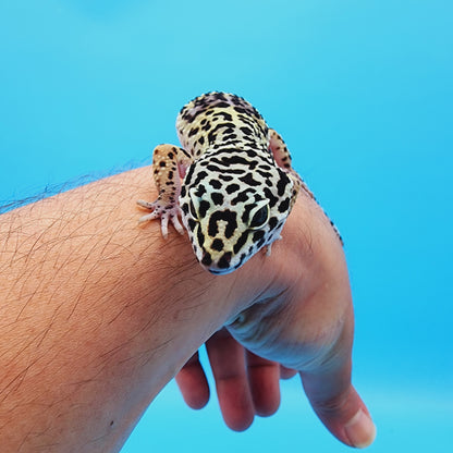 Female 50% Black Night