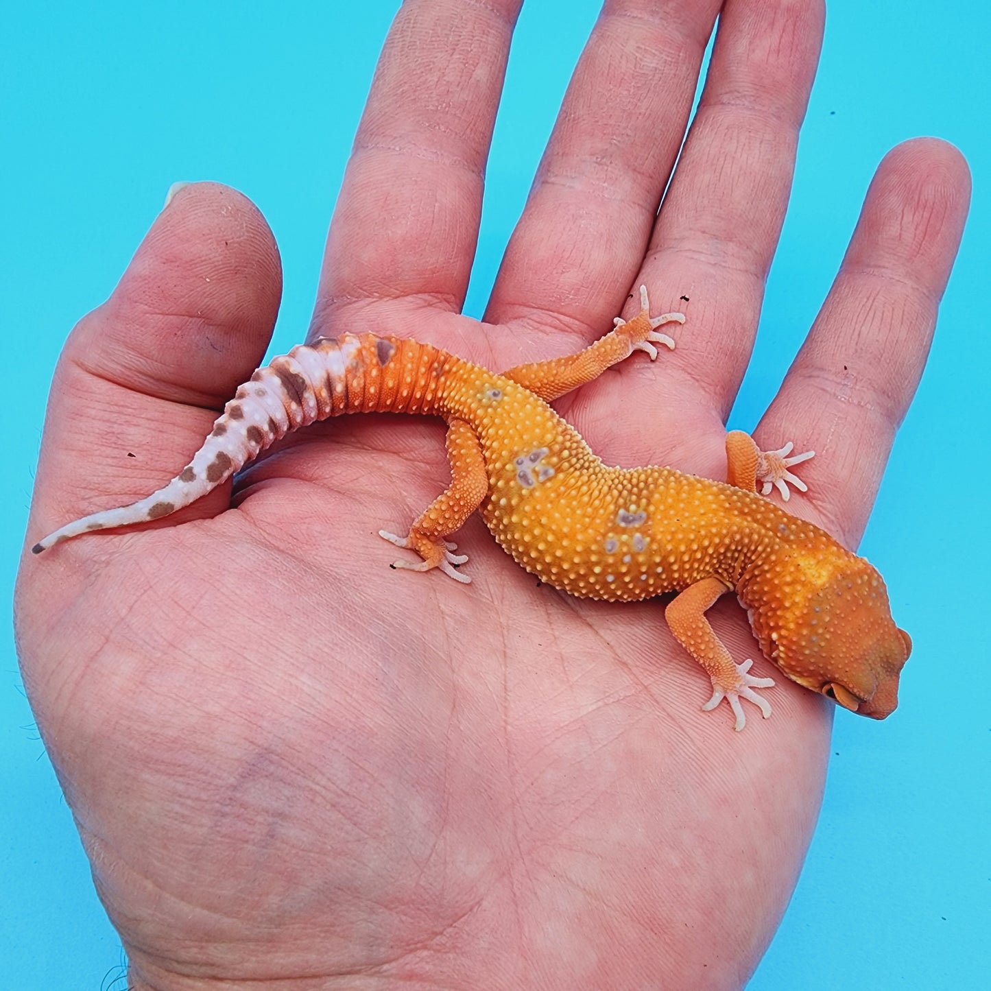 Mandarin Inferno Tremper Albino (unsexed)