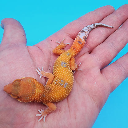 Mandarin Inferno Tremper Albino (unsexed)