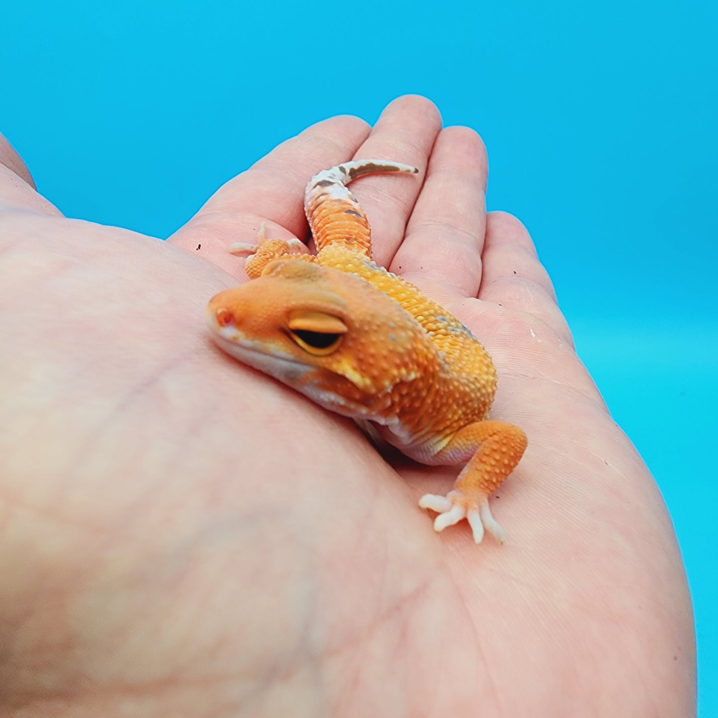Mandarin Inferno Tremper Albino (unsexed)