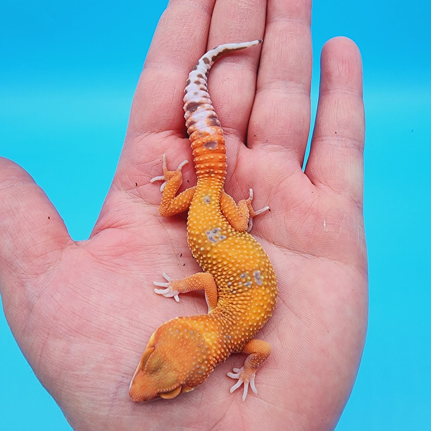 Mandarin Inferno Tremper Albino (unsexed)