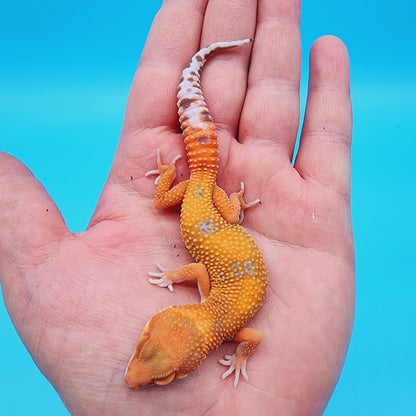 Mandarin Inferno Tremper Albino (unsexed)
