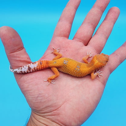 Mandarin Inferno Tremper Albino (unsexed)