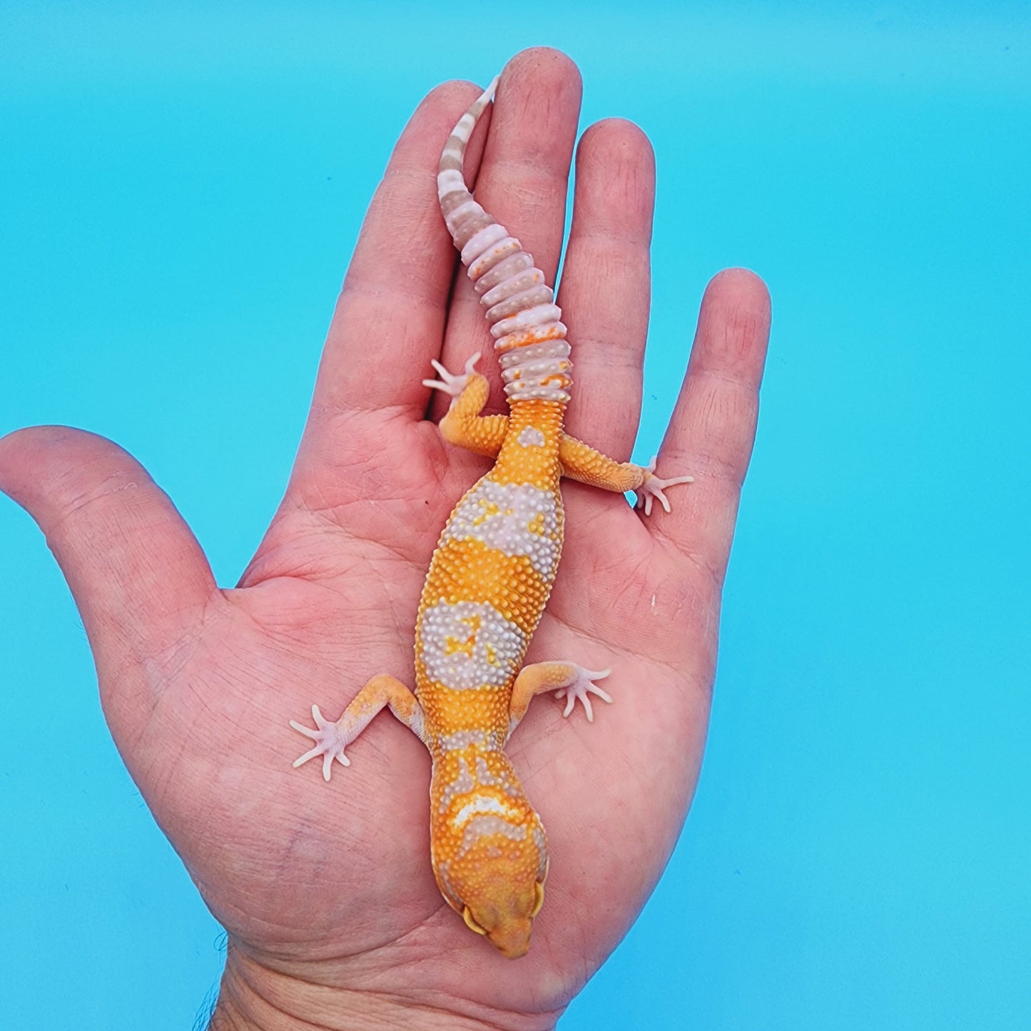 Red Diamond Mandarin Inferno Tremper Albino (unsexed)
