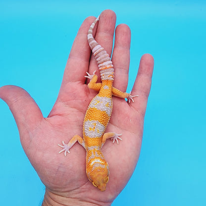 Red Diamond Mandarin Inferno Tremper Albino (unsexed)