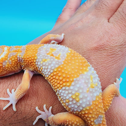 Red Diamond Mandarin Inferno Tremper Albino (unsexed)