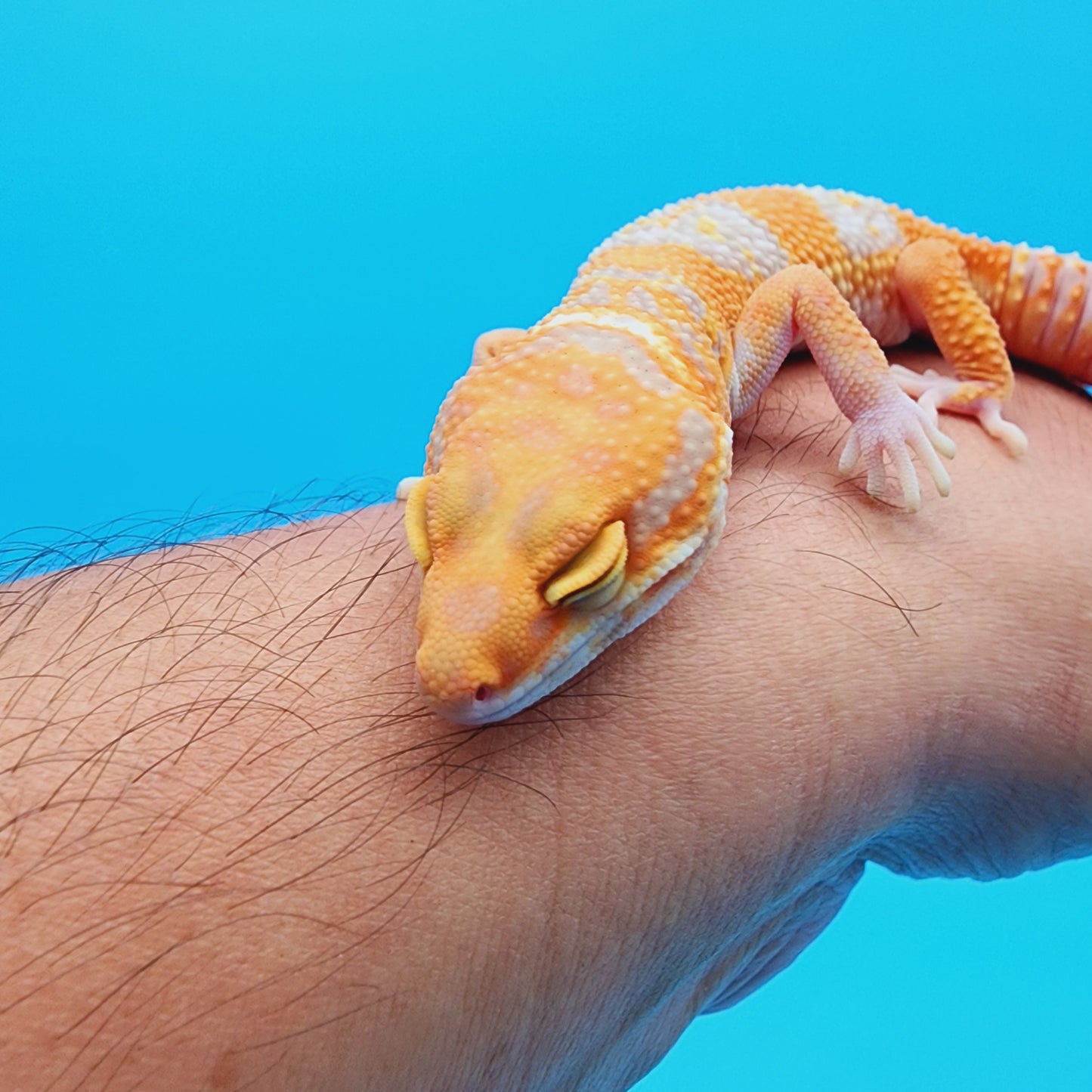 Red Diamond Mandarin Inferno Tremper Albino (unsexed)