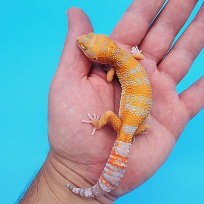 Red Diamond Mandarin Inferno Tremper Albino (unsexed) [slight kink tail tip]
