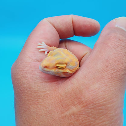 Red Diamond Mandarin Inferno Tremper Albino (unsexed) [slight kink tail tip]