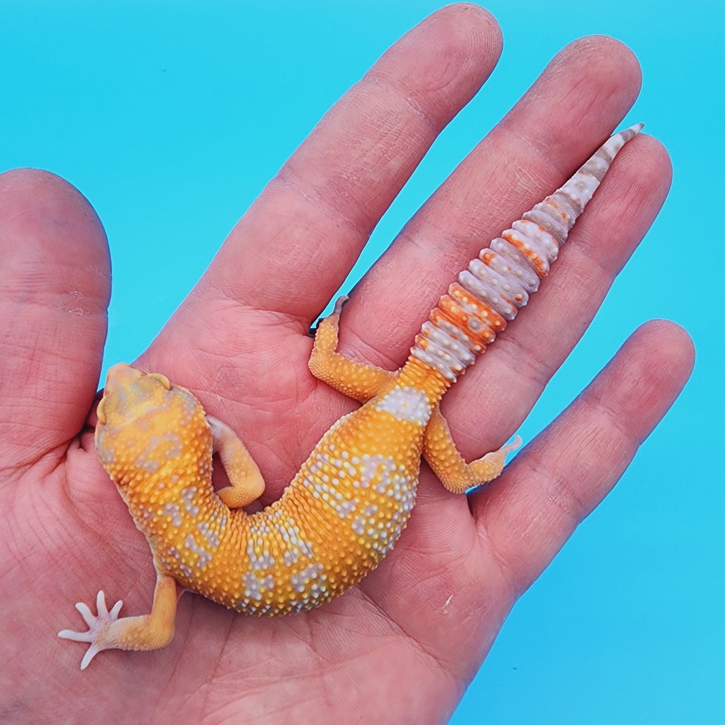 Red Diamond Mandarin Inferno Tremper Albino (unsexed) [slight kink tail tip]