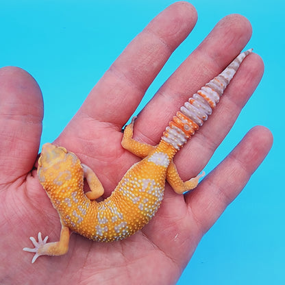 Red Diamond Mandarin Inferno Tremper Albino (unsexed) [slight kink tail tip]