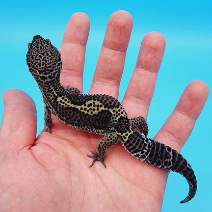 Female Black Night (B-Tier) - Pos Het Blizzard