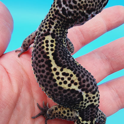 Female Black Night (B-Tier) - Pos Het Blizzard