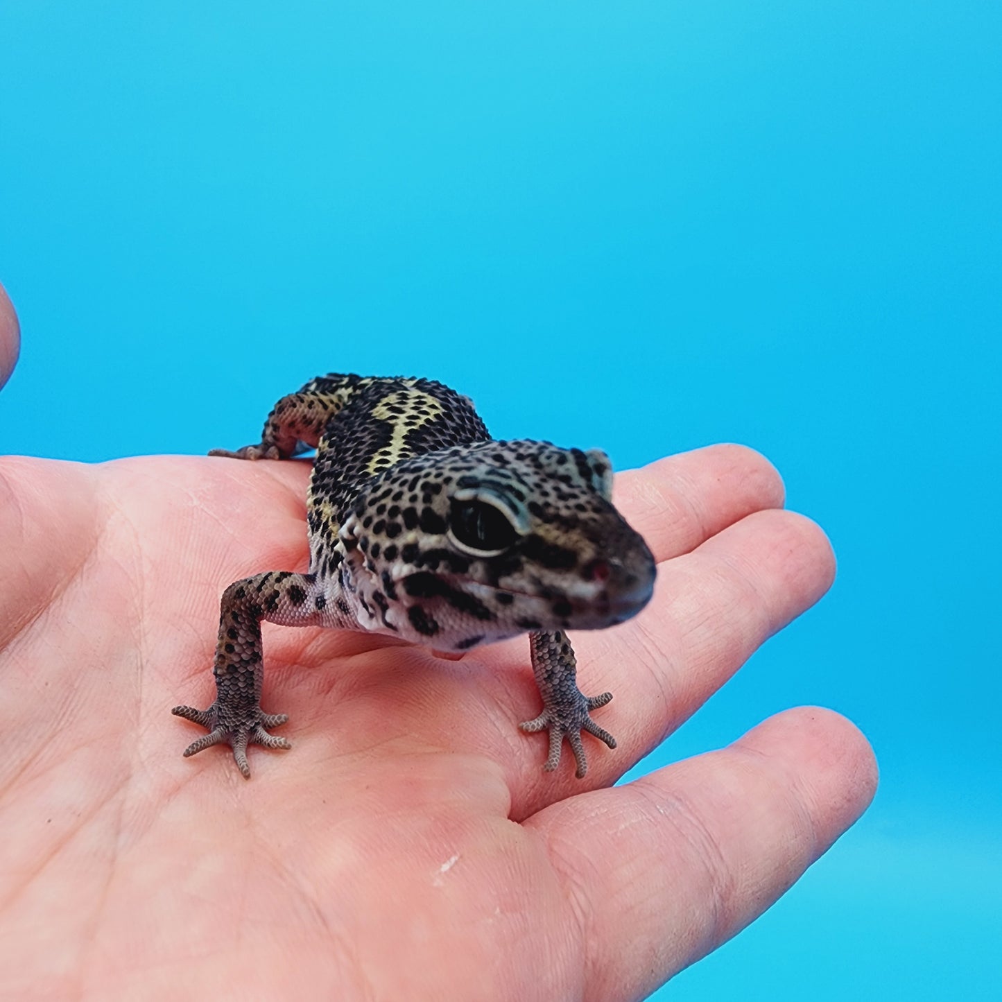 Female Black Night (B-Tier) - Pos Het Blizzard