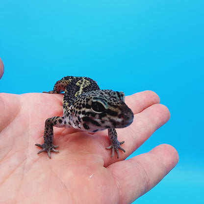 Female Black Night (B-Tier) - Pos Het Blizzard