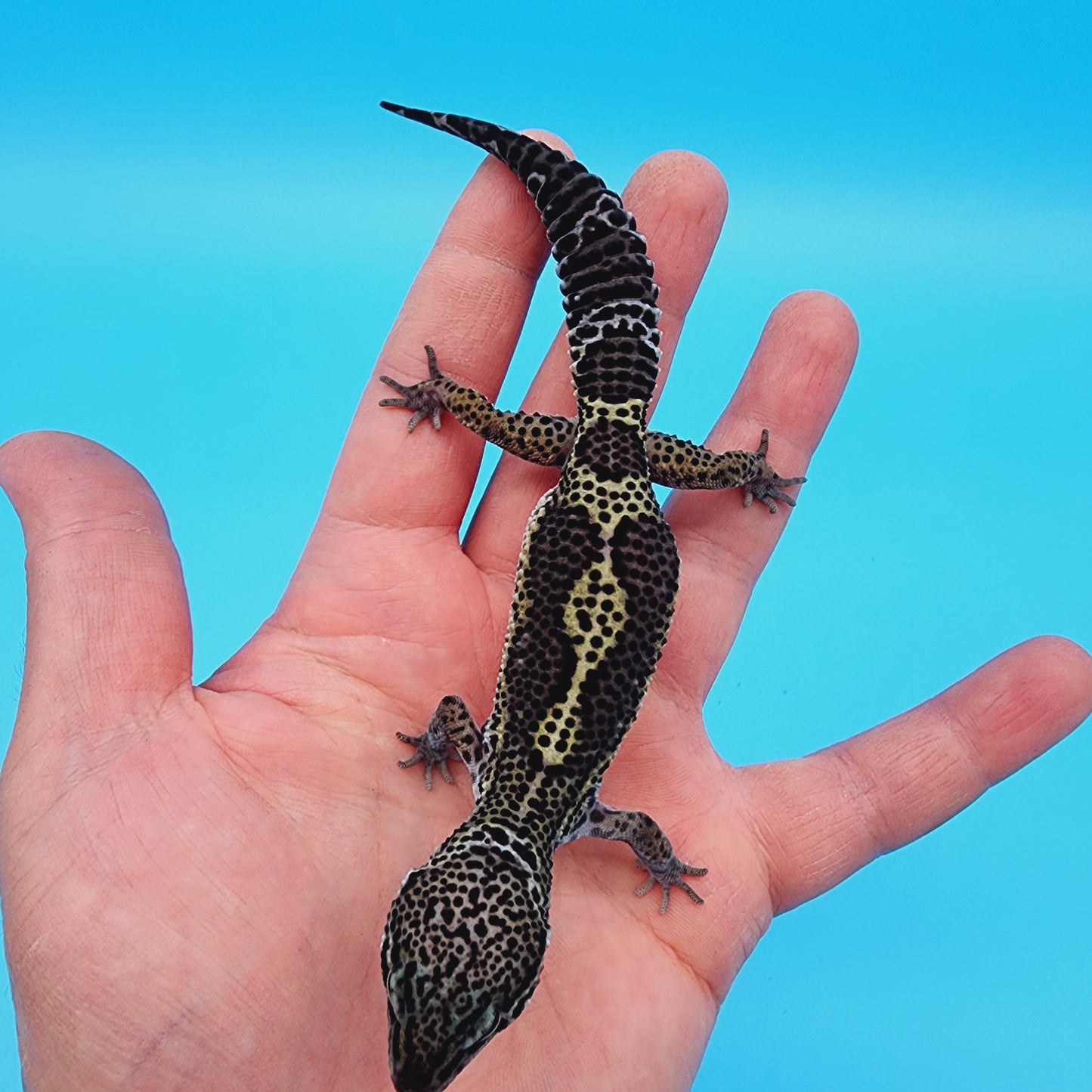 Female Black Night (B-Tier) - Pos Het Blizzard