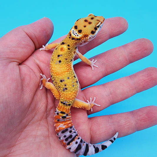 Male GIANT Blood Clown Emerine 100% het RADAR