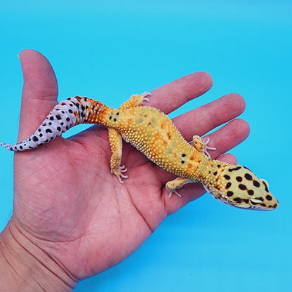 Male Inferno Bold Emerine