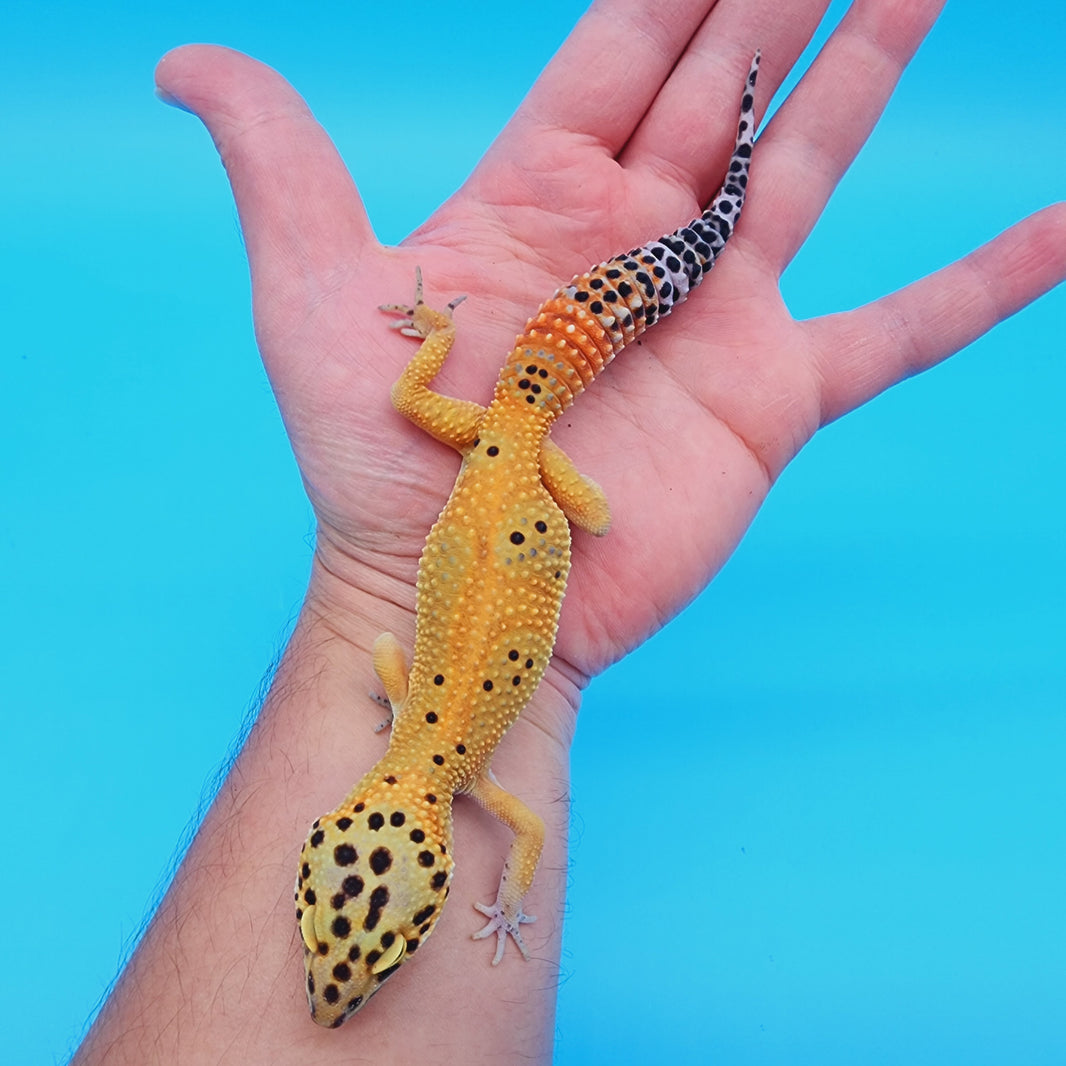 Female Leopard Geckos for Sale – Geeky Gecko Creations