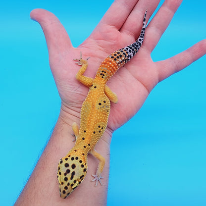 Female Super Giant Blood Emerine (pet short torso)