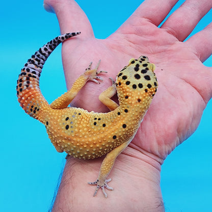 Female Super Giant Blood Emerine (pet short torso)