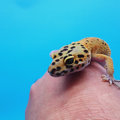 Female Super Giant Blood Emerine (pet short torso)