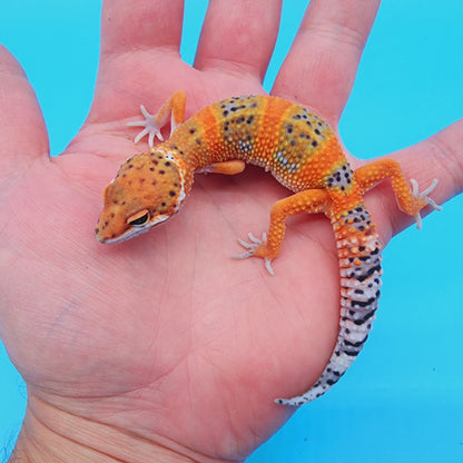 Male Mandarin Inferno 100% het Tremper (*MUCH nicer in person!*)