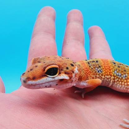 Male Mandarin Inferno 100% het Tremper (*MUCH nicer in person!*)