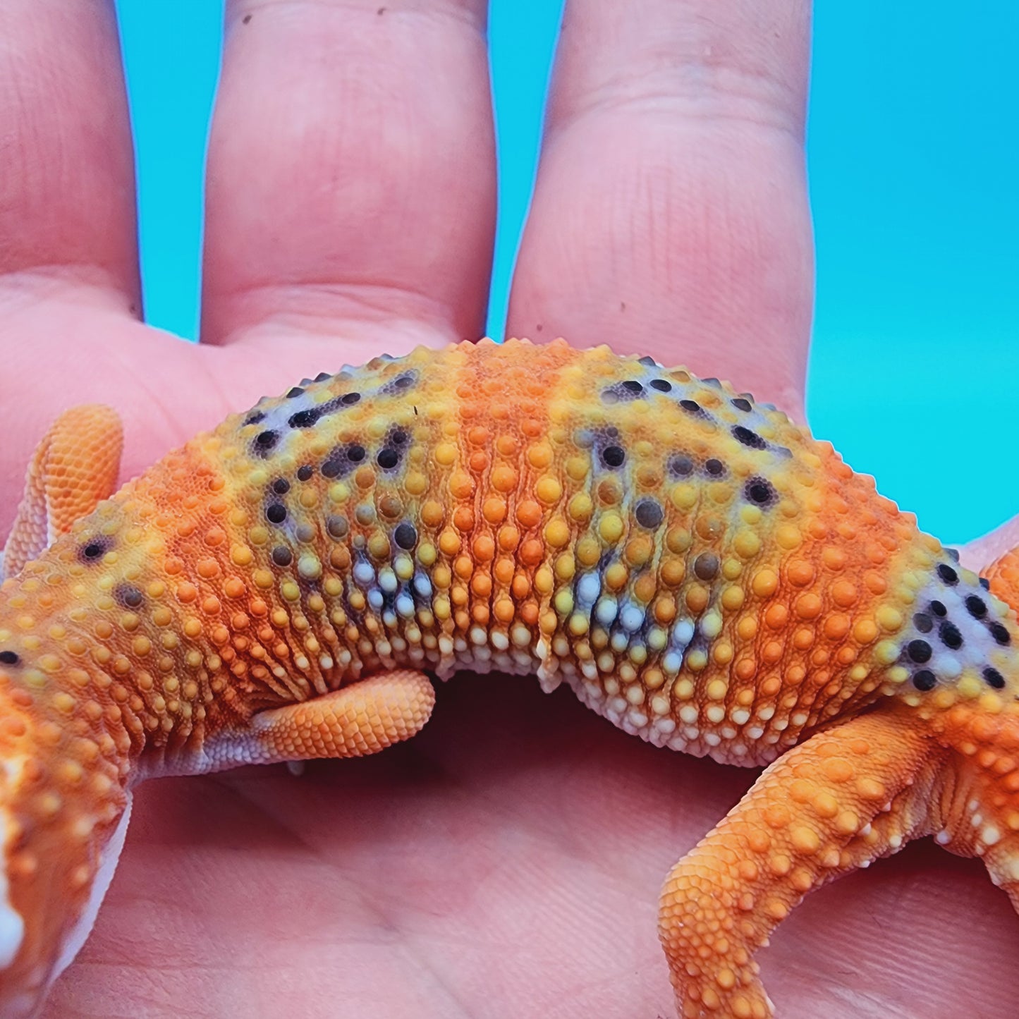 Male Mandarin Inferno 100% het Tremper (*MUCH nicer in person!*)