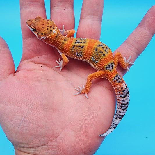 Male Mandarin Inferno 100% het Tremper (*MUCH nicer in person!*)