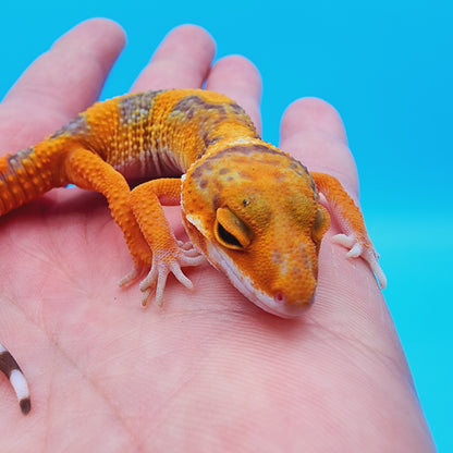 Unsexed Mandarin Inferno Tremper Albino